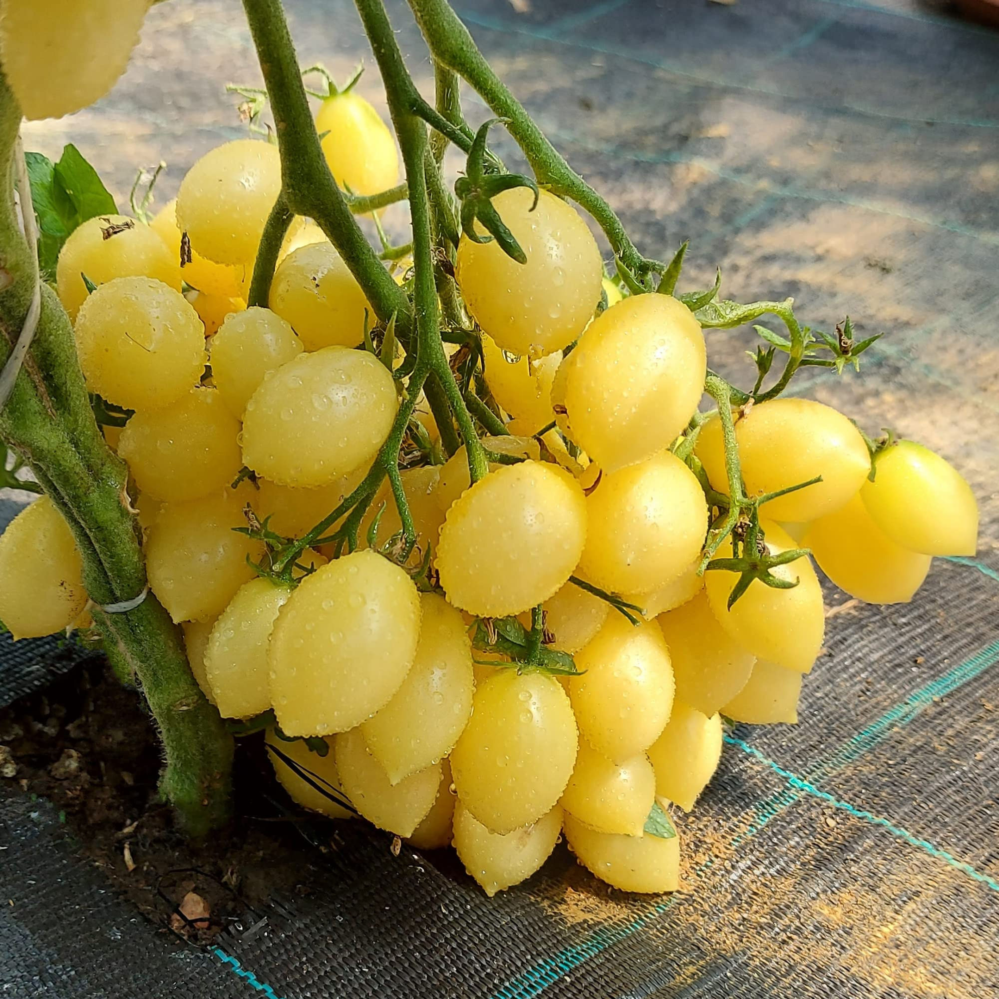 Barrys Crazy Cherry Tomato