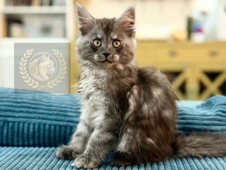 Gray Maine Coon kitten sitting on a blue corduroy sofa, with the AristoCoon watermark