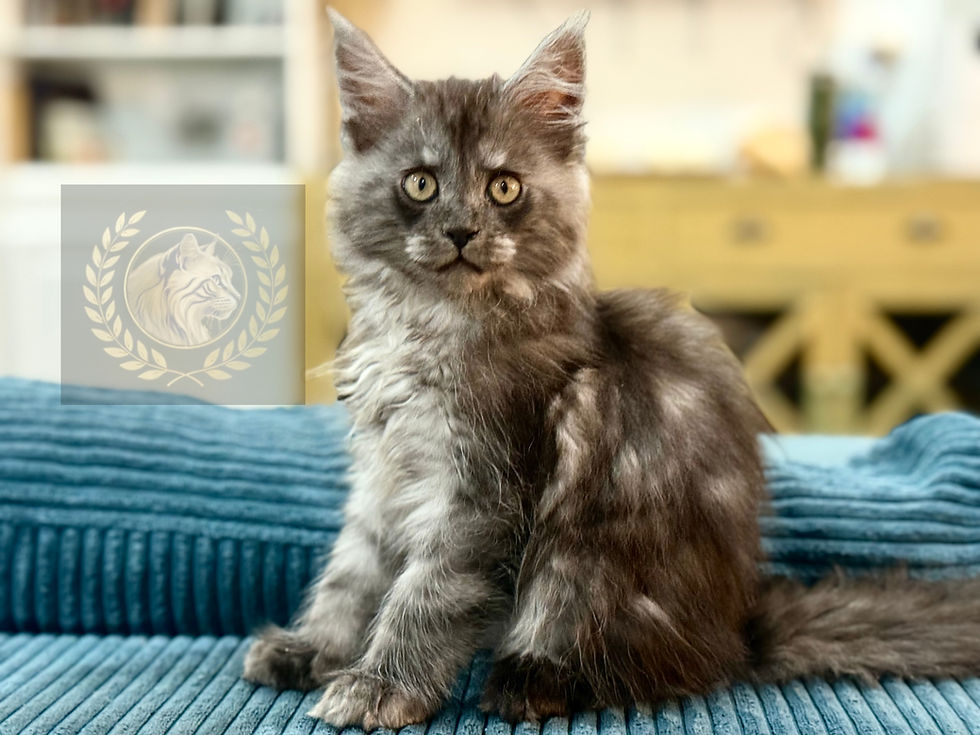 Gray Maine Coon kitten sitting on a blue corduroy sofa, with the AristoCoon watermark