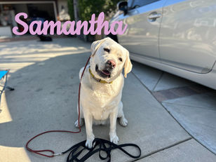 Samantha | Labrador Retriever | Lakewood, CA | In-Training