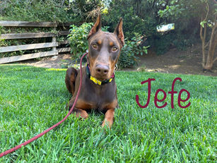 Jefe | Doberman Pinscher | Downey, CA | In-Training