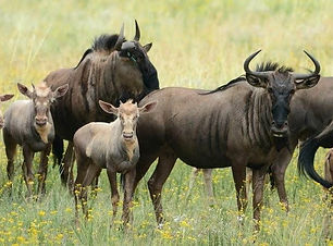 WILDEBEES2.jpg