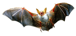 bats2.png