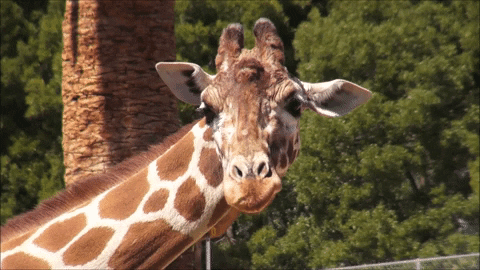 giphy1.gif