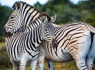 zebra2.webp