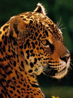grafic7.gif