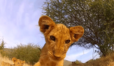 lion gif.gif