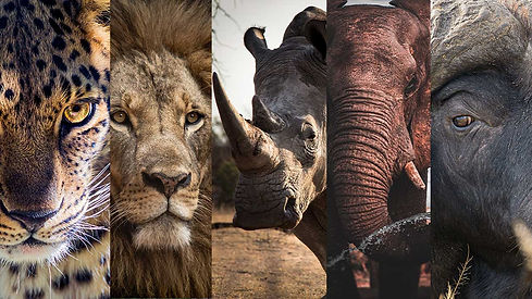 The-big-five-animals5.jpg