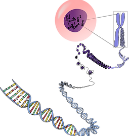 do dna ao cromossomo.png