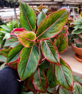 Chinese Evergreen- Red Siam