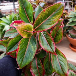 Chinese Evergreen