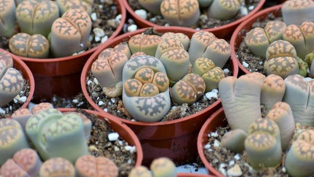 Lithops