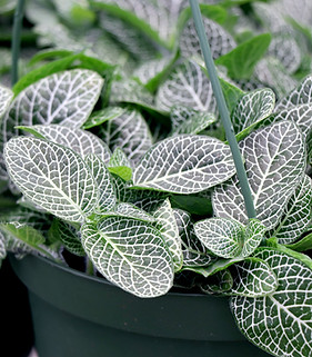 Fittonia