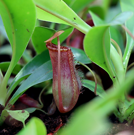 Pitcher Plant