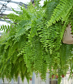 Boston Fern