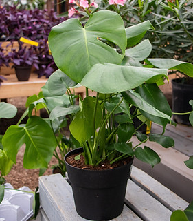 Split Leaf Philodendron 8 inch Pot