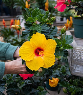 Hibiscus