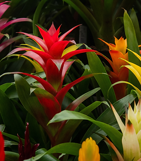 Guzmania Bromeliad