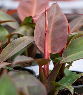 Philodendron Red Sun
