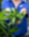 Dracaena | Colasanti