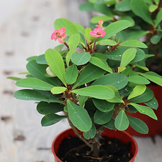 Crown of Thorns