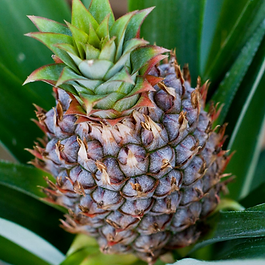 Pineapple