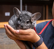 Chinchilla
