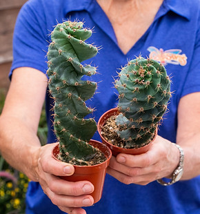 Swirl Cactus