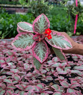 Pink Brocade
