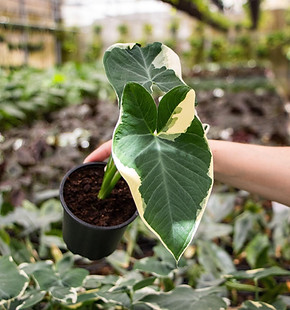 Mickey Mouse Alocasia