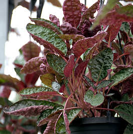 Waffle Plant