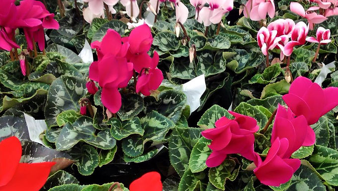 Cyclamen Plants