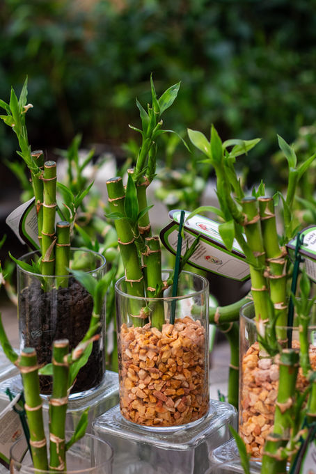 Lucky Bamboo: A Small Plant with Big Meaning