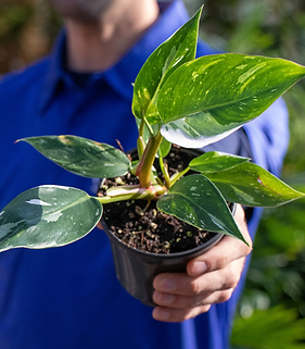 Philodendron White Princess