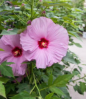 Perennial Hibiscus