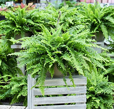 Boston Fern Ten Inch Basket