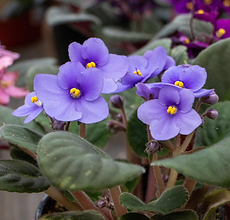 Potted African Violet