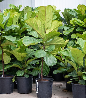 Fiddle Leaf Fig