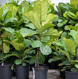 Fiddle Leaf