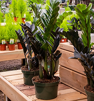 Black ZZ Plant