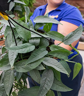 Cebu Blue Pothos