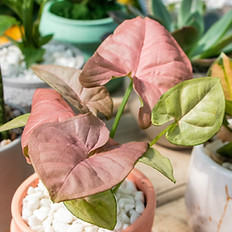 Pink Butterfly Arrangement.jpg