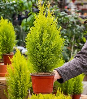 Lemon Cypress