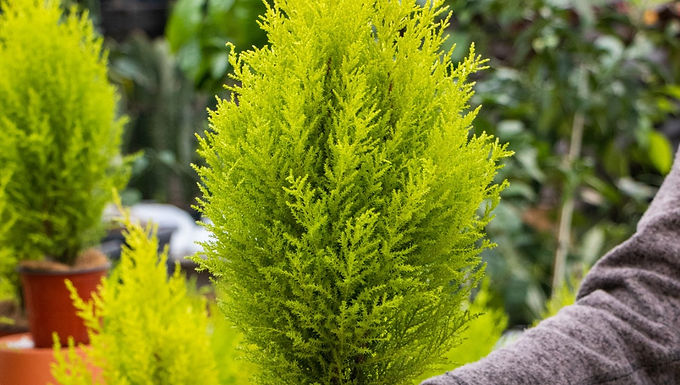 Lemon Cypress