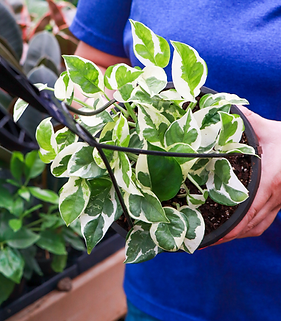 Pearl and Jade Pothos