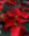 Poinsettia | Colasanti