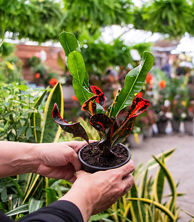 Curly Croton