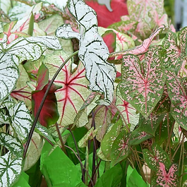 Caladium Plants