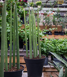 Sansevieria Dragon Fingers