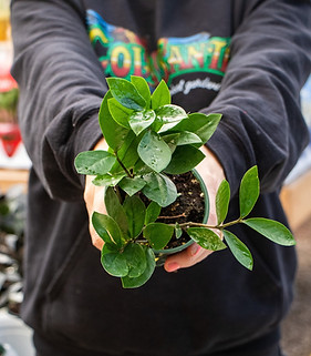 ZZ Plant